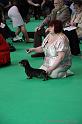 Crufts2011_2 638